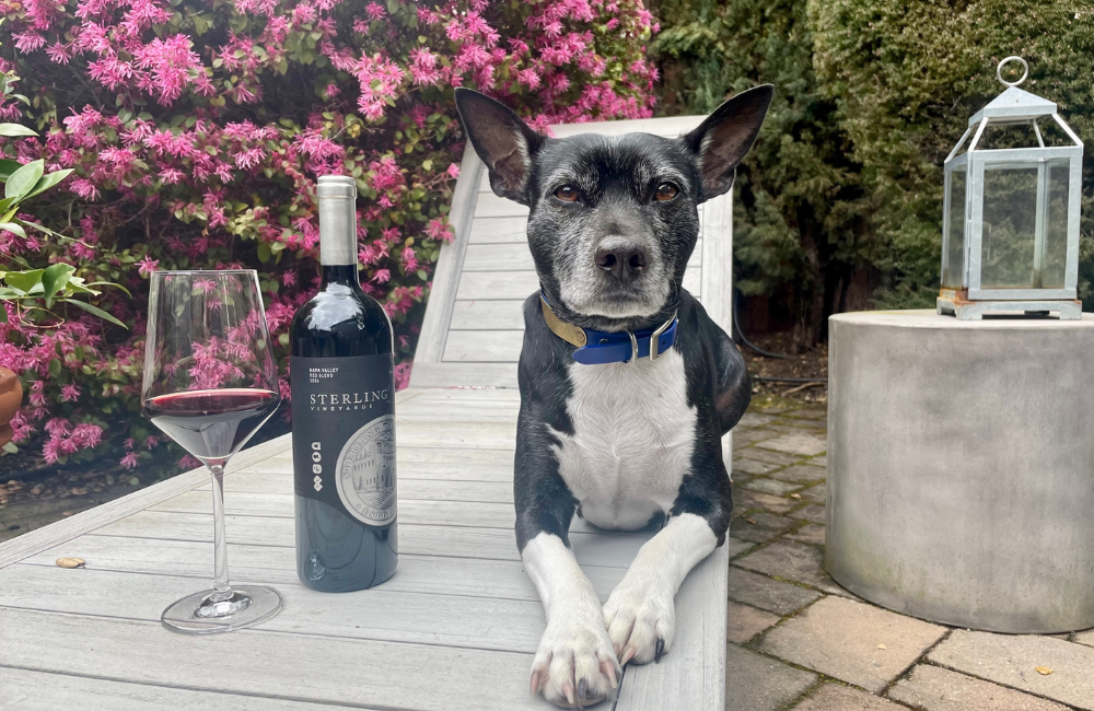 Meet Our Team's Pets and Their Favorite Wines for National Pet Day
